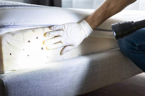 Best Emergency Pest Control  in Juneau, WI